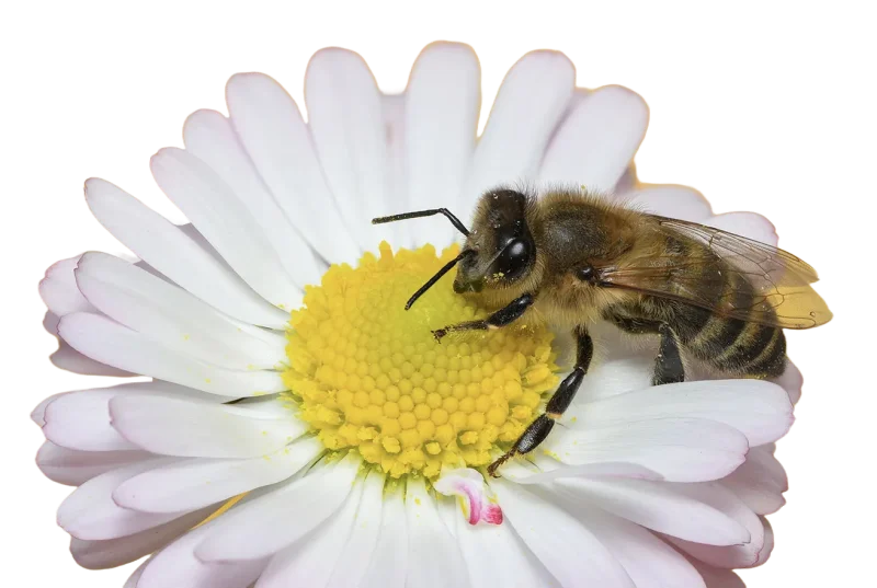 Bee