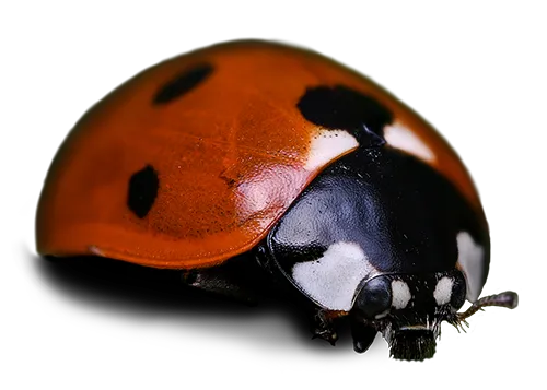 Ladybug